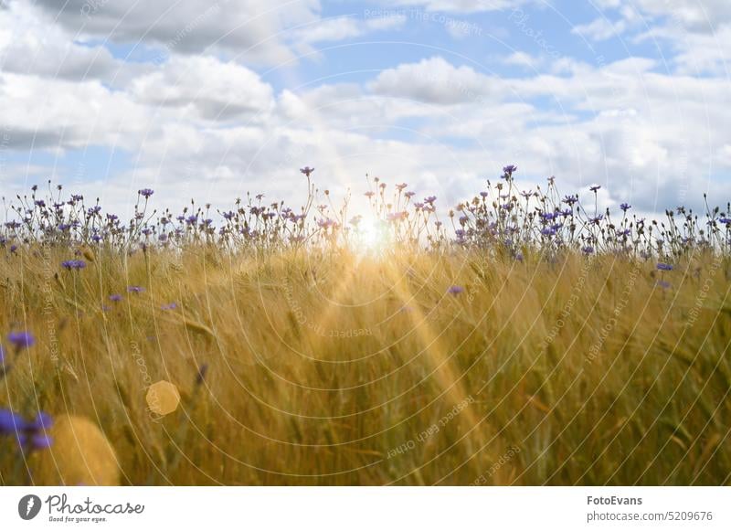 Cornflowers with cornfield, sky and sun grass spring summer day nature landed Meadow fly straw animal plant dragonfly Environment landing in June summer time