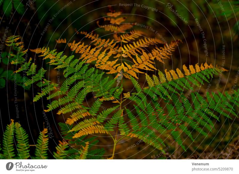 Green fern in the summer in the forest,orange leaves discoloured by lack of water Fern Nature Plant Plants fern species fern leaf wild plant ferns green germany