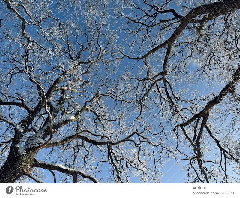 Winter trees and blue sky Tree Snow Ice Blue Sky Cold Frost White Nature Forest Day Exterior shot branches Twigs and branches Winter sun Sunlight