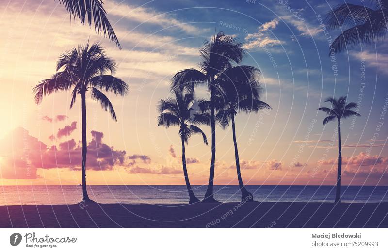 Tropical beach with coconut palm tree silhouettes at sunset, color toning applied. nature tropical summer sea beautiful horizon sunrise sky island ocean