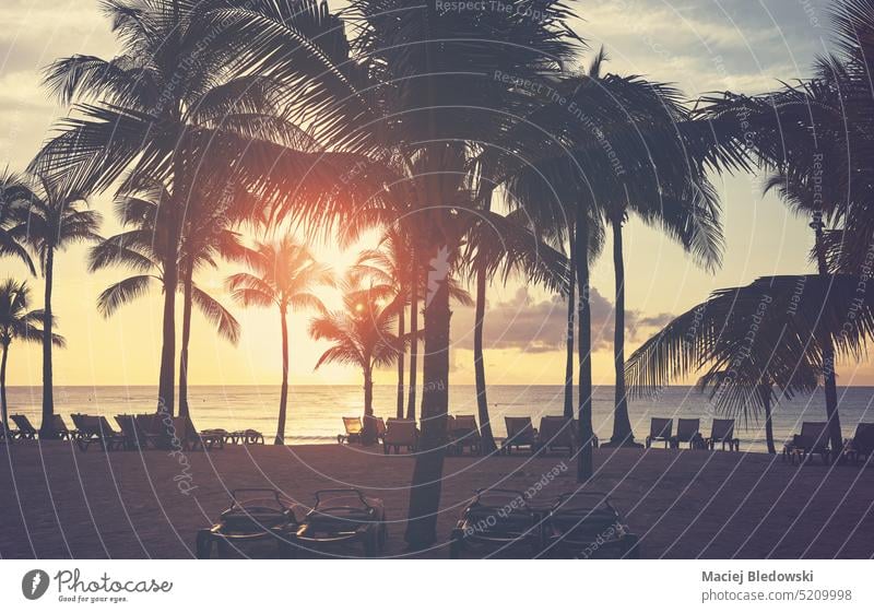 Tropical beach with coconut palm tree silhouettes at sunset, color toning applied. nature tropical summer sea beautiful horizon sunrise sky island ocean