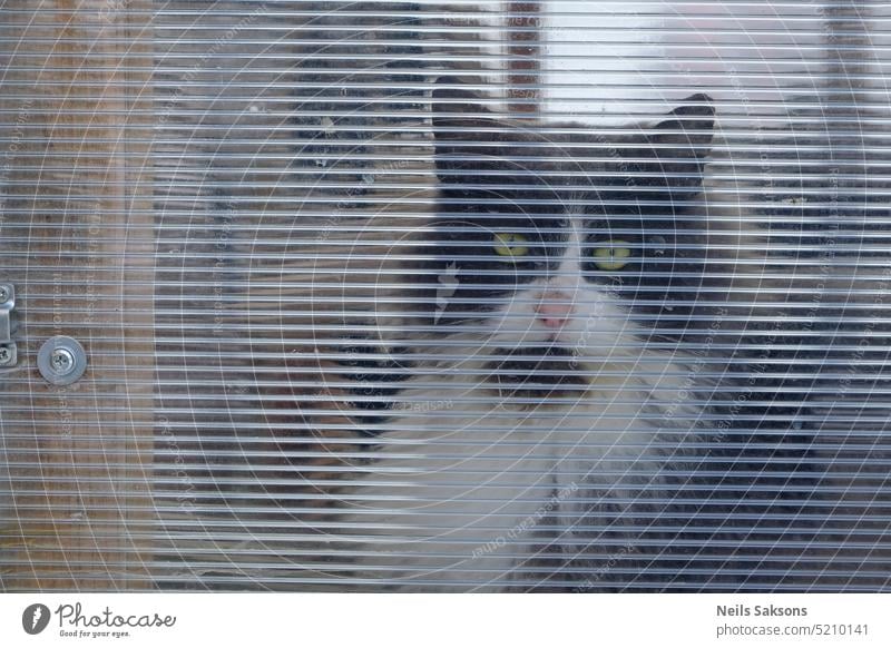 Black and white cat looking through polycarbonate slate abstract backdrop background closeup corrugated design feline gray greenhouse grunge material natural