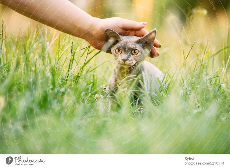 Woman Stroking Funny Young Gray Devon Rex. Kitten Sitting In Green Grass. Short-haired Cat Of English Breed breed small animal nature curious Devon Rex cat