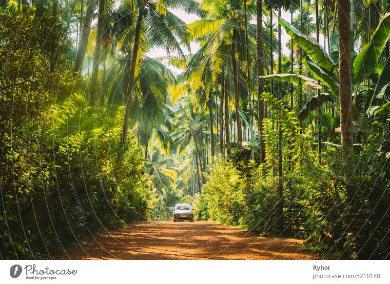 Goa, India. Car Moving On Road Surrounded By Palm Trees In Sunny Day asia auto automobile bamboo beautiful car environment flora forest green greenery india