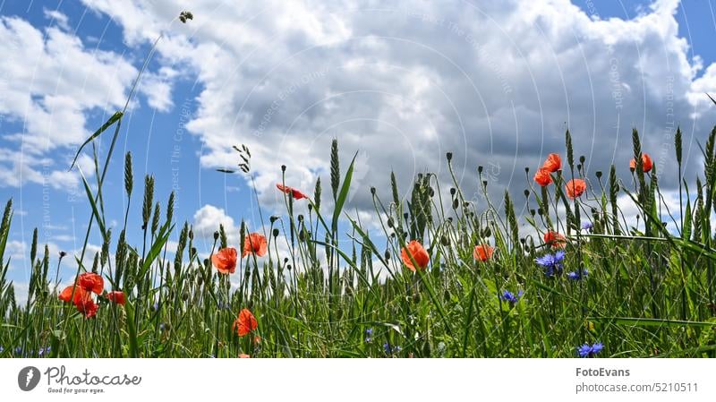 Field with cereals, poppies, cornflowers and blue sky grass spring meadows nature summer meadow day background Papaver rhoeas red wildflower plant outside poppy
