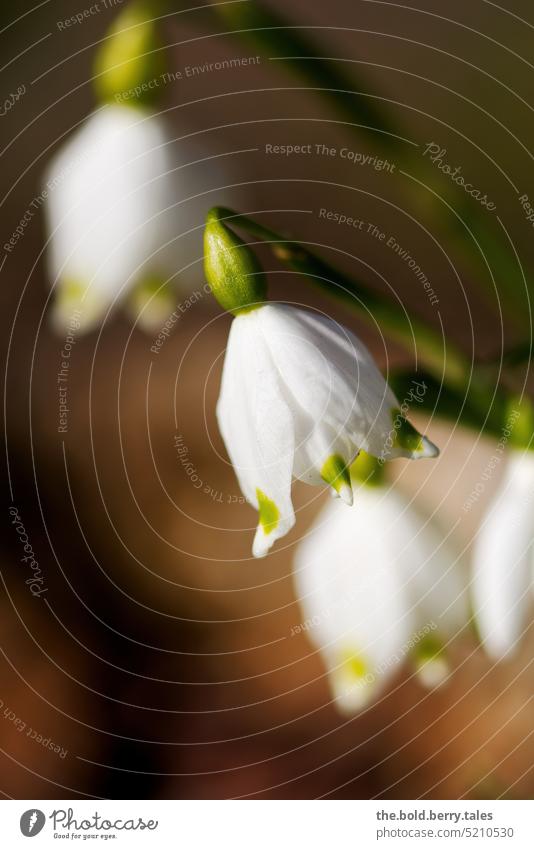 snowdrops Snowdrop Spring Blossom White Green Plant Flower Nature Colour photo Blossoming Exterior shot Spring fever Day Spring flower Shallow depth of field