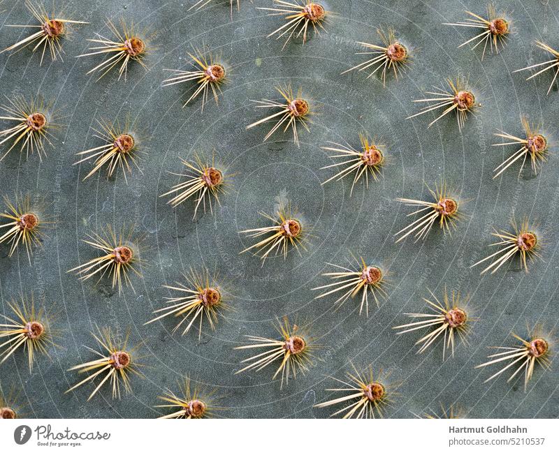 Blick auf eine mit Dornen besetze Oberfläche von einen Kaktus. Pflanze dornen Stacheln spitz Kakteen Hintergrund Muster Pflanzenteil Makroaufnahme Textur lang