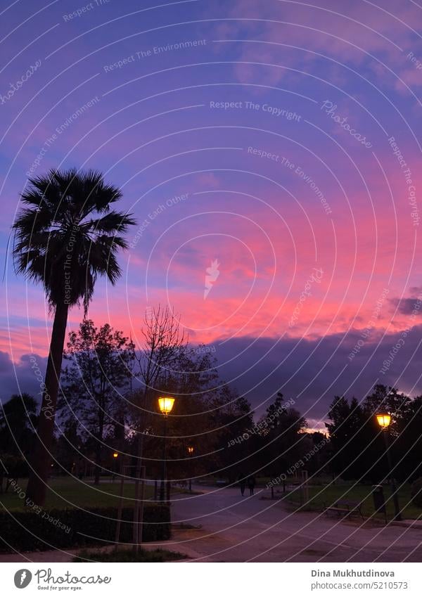 pink and purple sky at sunrise with a palm tree silhouette. Vertical sunset photo. background blue outdoor cloud landscape light summer beauty natural nature