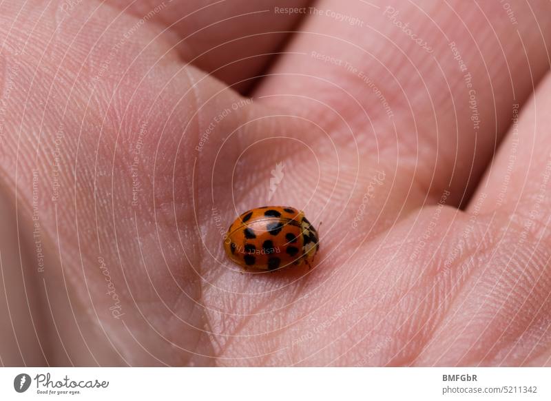 Ladybug sitting on the palm of a woman's hand Joy Beetle Ladybird Insect Close-up Animal Nature Crawl Colour photo Small Good luck charm Exterior shot