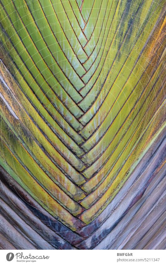 Detail of old palm tree Palm tree Leaf Growth Old Green Gray used Nature Tropical tropics Plant Exotic Summer Colour photo Exterior shot flora Park