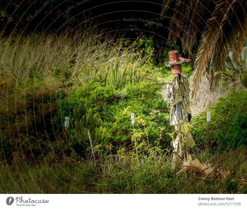 Funny friendly scarecrow on a managed terrace on a sunny day. Scarecrow Exterior shot Shadow Nature Colour photo Day Field kind creatively Green undergrowth