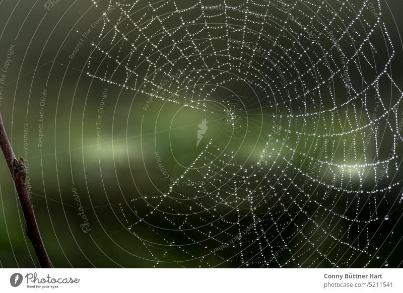 Spider web on bokeh background, green-brown Spider's web Net Nature Close-up Network Drops of water naturally Colour photo Exterior shot Dew Autumn