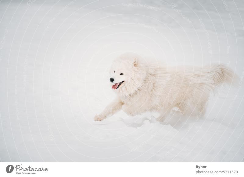 White Samoyed Dog Or Bjelkier, Smiley, Sammy Playing Fast Running Outdoor In Snow, Snowdrift At Winter Day. Playful Pet Outdoors nature snowy winter pretty run