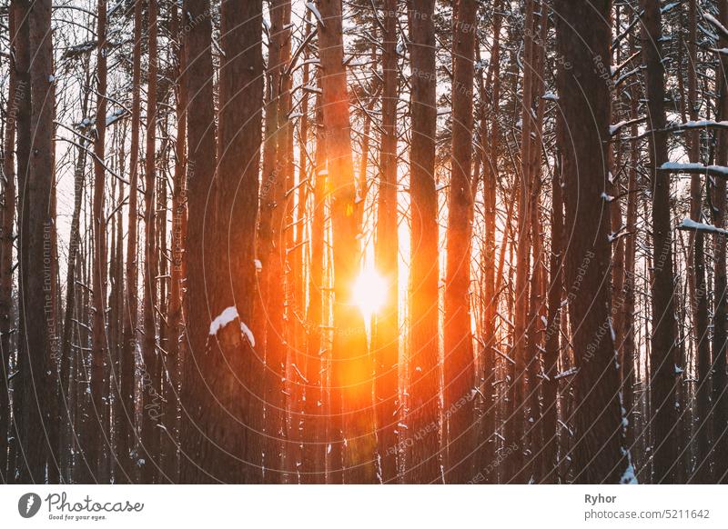Sun Sunshine Sunlight Through Frosted Pine Trees Trunks In Winter Snowy Coniferous Forest Landscape. Beautiful Woods In Forest Landscape beautiful