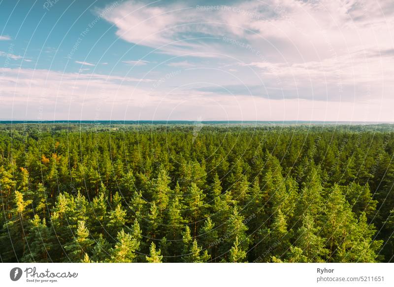 Aerial View Of Green Pine Coniferous Forest In Landscape In Summer Evening. Top View From Attitude. Drone View Of European Woods At Summer aerial aerial view