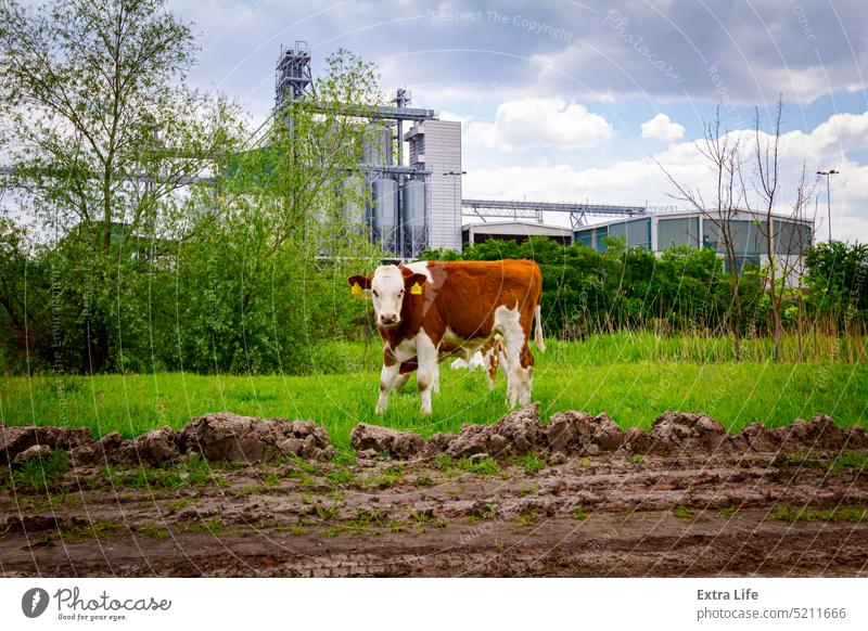 Two calves are grazing grass on meadow, in background stands few big grain silos in industrial landscape Agricultural Agriculture Animal Beef Bevy Bovine