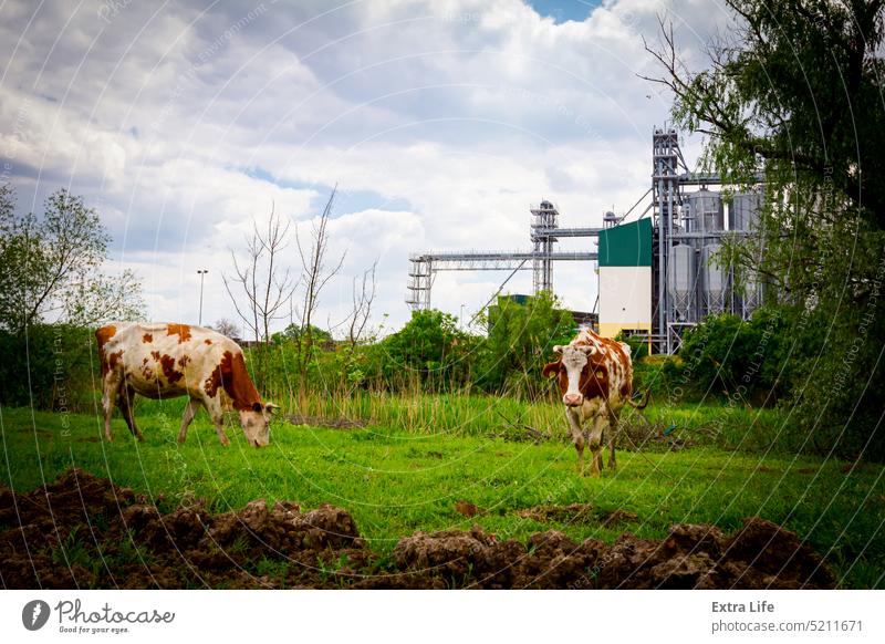 Two cow are grazing grass on meadow, in background stands few big grain silos in industrial landscape Agricultural Agriculture Animal Beef Bevy Bovine Breeding