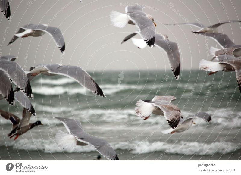 Gulls at the Baltic Sea Ocean Waves Nature Animal Water coast Wild animal Bird Grand piano Seagull Silvery gull Group of animals Movement Flying Cold Gray