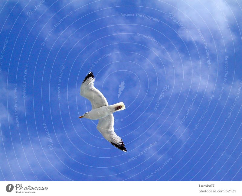 Seagull 2 White Ocean Bird Animal Clouds Air Infinity Nature Peace Sky Blue Freedom Wing Flying Black-headed gull  sea wings fly boundless
