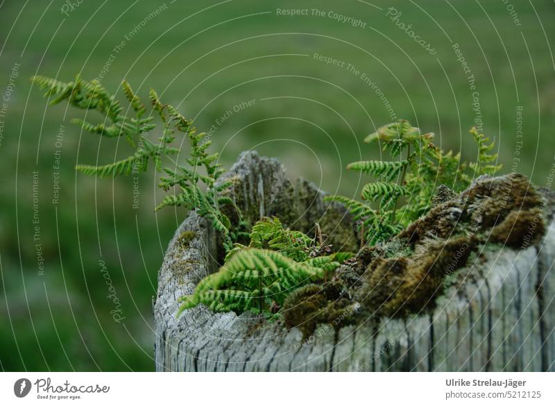 Fern growing on a mossy fence post Farnsheets Fern leaf Green Fence posts Pole rots Moss Spring Nature wooden posts Wood Overgrown overgrown wooden post ferns