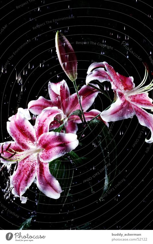 Lilies in the rain Lily Flower Rain Water