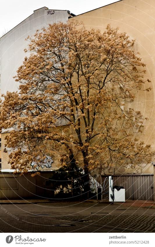 Tree, just before the growing season Architecture Berlin city Germany Facade Worm's-eye view Building Capital city House (Residential Structure) downtown Kiez