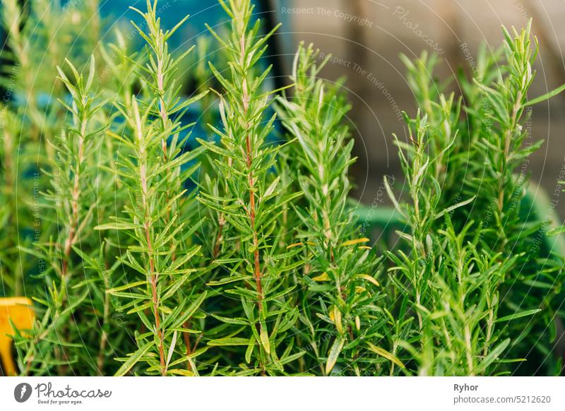 Leaves Of Green Rosemary. Perennial Herb With Fragrant, Evergreen. Rosemary Used As A Flavoring In Foods Such As Stuffing And Roast Meat Rosmarinus officinalis