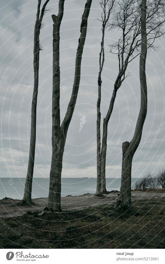 Tall deciduous trees against a calm coastline Nature Landscape Tree Winter Ocean Baltic Sea Forest Ghost forest somber Lonely Contrast structure Baltic coast
