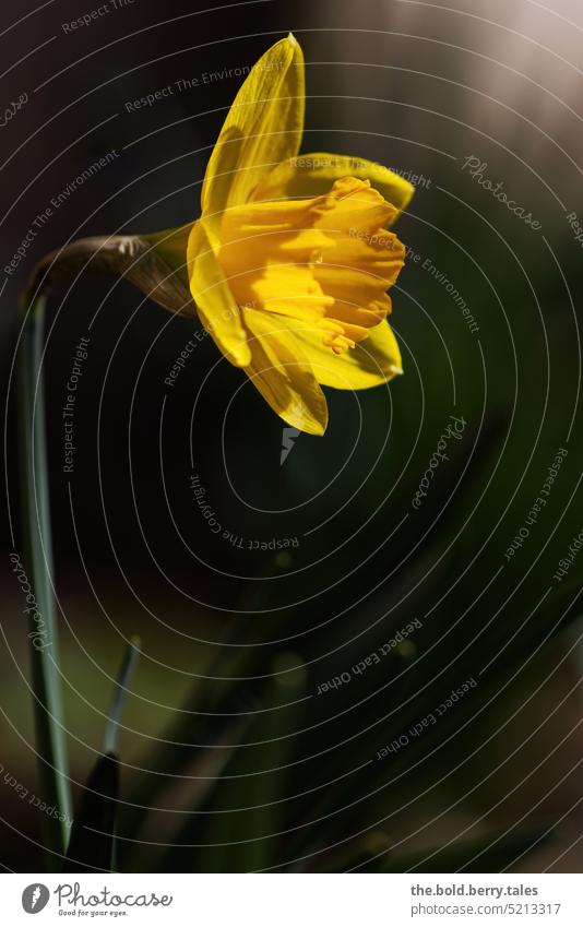 daffodil flowers Spring Green Yellow Flower Wild daffodil Blossom Plant Blossoming Spring flowering plant Colour photo Shallow depth of field Spring fever Day
