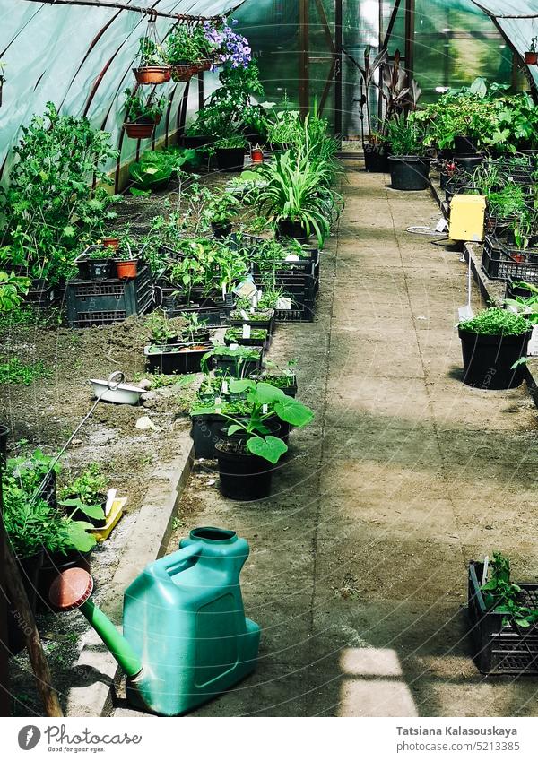 Pots with ornamental, flowering and edible plants, garden tools and watering cans inside the greenhouse gardening botany agriculture growth seedling nature
