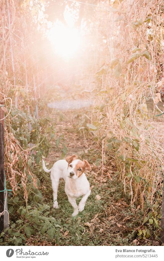 cute jack russell dog at vegetable garden greenhouse at sunset. self sufficiency concept home sustainability sustainable lifestyle alternative lifestyle