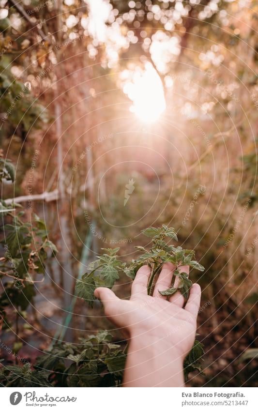 unrecognizable woman hand holding cherry tomato leaves at vegetable garden in greenhouse home sunset sustainability sustainable lifestyle alternative lifestyle