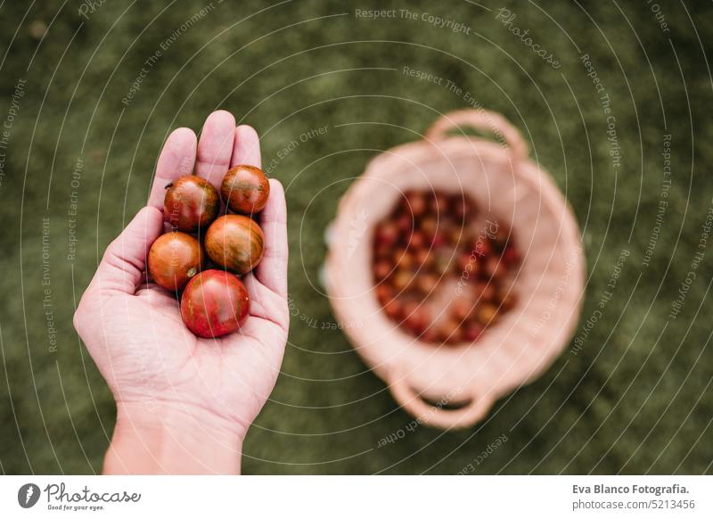unrecognizable woman hand holding cherry tomatoes at vegetable garden in greenhouse home sunset sustainability sustainable lifestyle alternative lifestyle