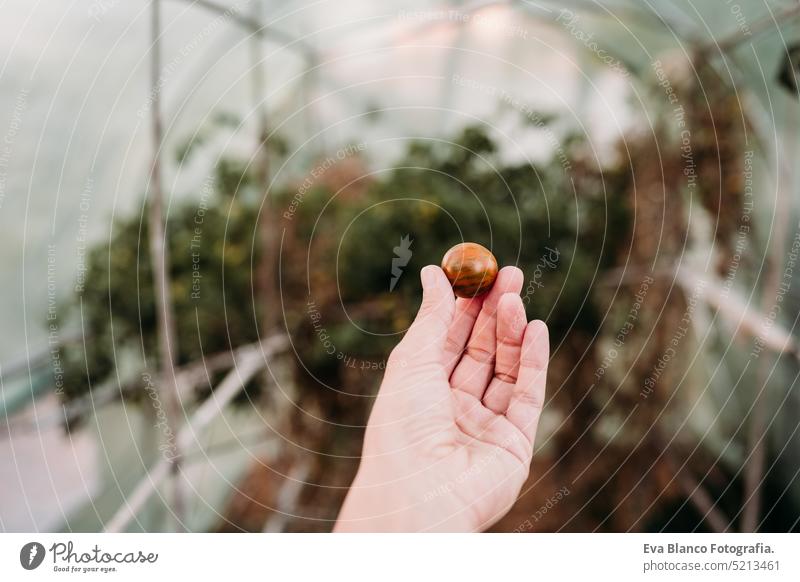 unrecognizable woman hand holding cherry tomatoes at vegetable garden in greenhouse home sunset sustainability sustainable lifestyle alternative lifestyle