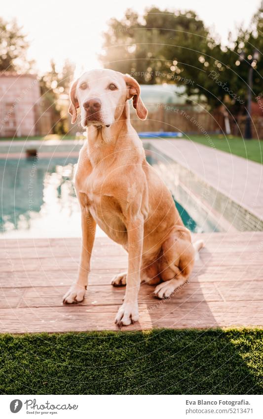 cute dog standing by swimming pool at sunset in backyard summer happy outdoors home relaxed sunny yellow trick background people outside fun playing grass love
