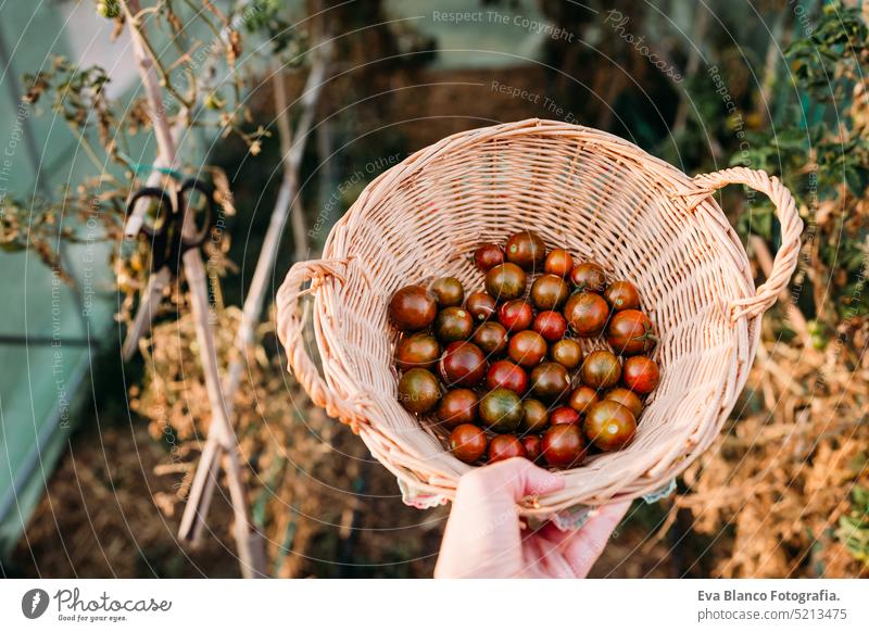 woman holding basket of tomatoes at vegetable garden at sunset.self sufficiency concept home greenhouse sustainability sustainable lifestyle