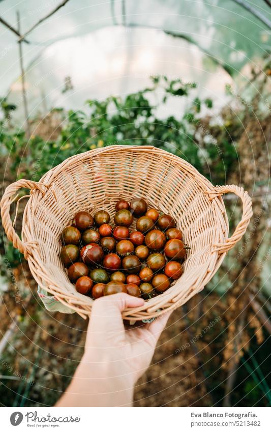 unrecognizable woman hand holding basket of tomatoes at vegetable garden in greenhouse home sunset sustainability sustainable lifestyle alternative lifestyle