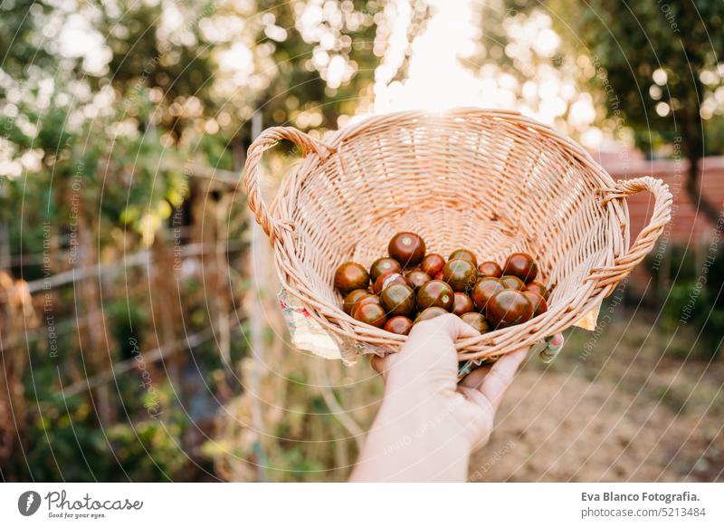 unrecognizable woman hand holding basket of tomatoes at vegetable garden in greenhouse home sunset sustainability sustainable lifestyle alternative lifestyle