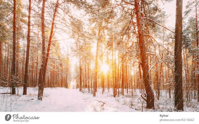 Beautiful Sunset Sunrise Sun Sunshine In Sunny Winter Snowy Coniferous Forest. Snowy Path, Road, Way Or Pathway In Winter Forest sunset background snow forest