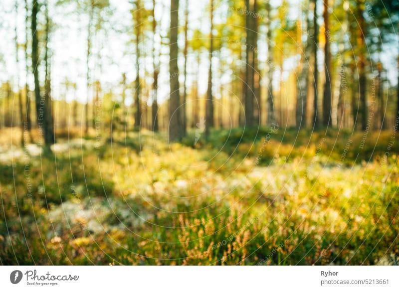 Nature Blurred Background Of Out Of Focus Green Forest Or Bokeh, Boke europe nature blurred abstract backdrop background focus forest green boke bokeh
