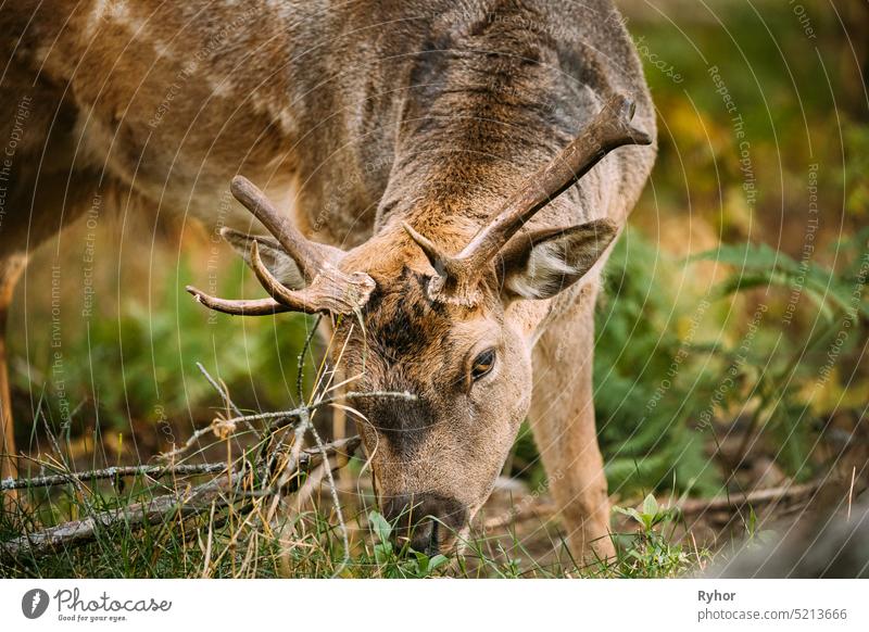Belarus. Fallow Deer Or Dama Dama Grazes In Autumn Forest. Close Up Deer europe belarus Berezinsky Canis lupus Wildlife animal mammal nature close deer close up