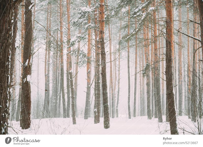 Beautiful Snowy White Forest In Winter Frosty Day. Snowing In Winter Frost Woods. Snowy Weather. Winter Snowy Coniferous Forest. Blizzard in Windy Day pine