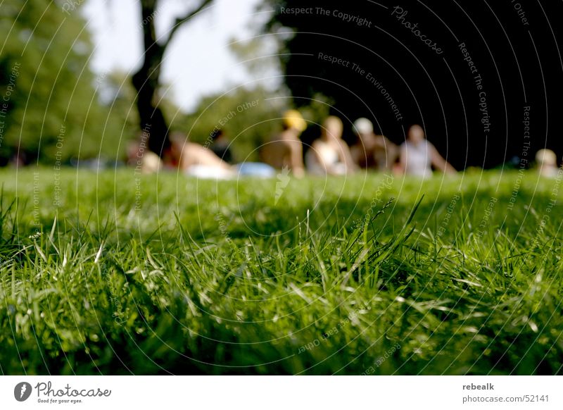 grasshopping Joy Leisure and hobbies Vacation & Travel Freedom Camping Summer Sun Human being Group Beautiful weather Warmth Grass Park Meadow Communicate Sit