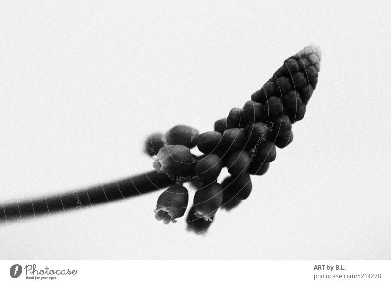 Grape hyacinths grown from left into picture and bw text-free grapes Hyacinths Spring flowering plant Unique specimen little bell Garden flowery