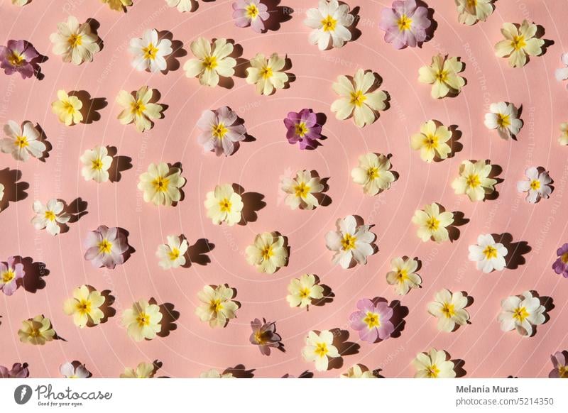 Spring  flowers pattern on pink background. Pastel coloured flowers flat lay, bright light with shadows, abstract bloom background. Greeting card, wedding, anniversary.