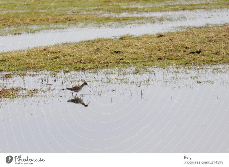 Redshank foraging with reflection in water Bird Snipe Plover-like Wading Bird greta long-distance puller breeding area Bog Bog Meadows Water endangered species