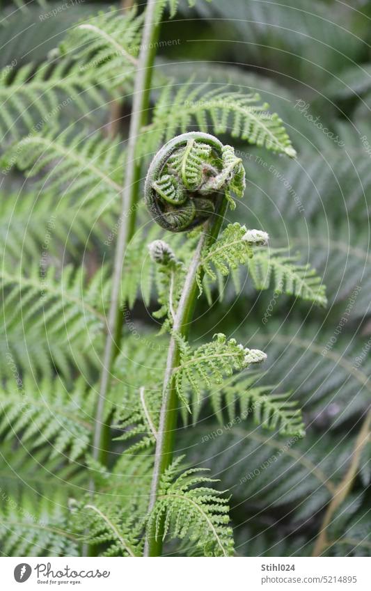 young fern unrolls Fern Growth Green Spring sprout Colour photo Exterior shot Close-up Nature Plant Foliage plant Leaf Detail Shallow depth of field ruffle