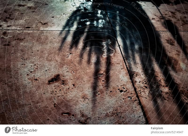 Shadow on the floor shadow cast Nature Silhouette Mysterious Shadow play Silent Structures and shapes Shadowy existence silhouettes Light and shadow Delicate