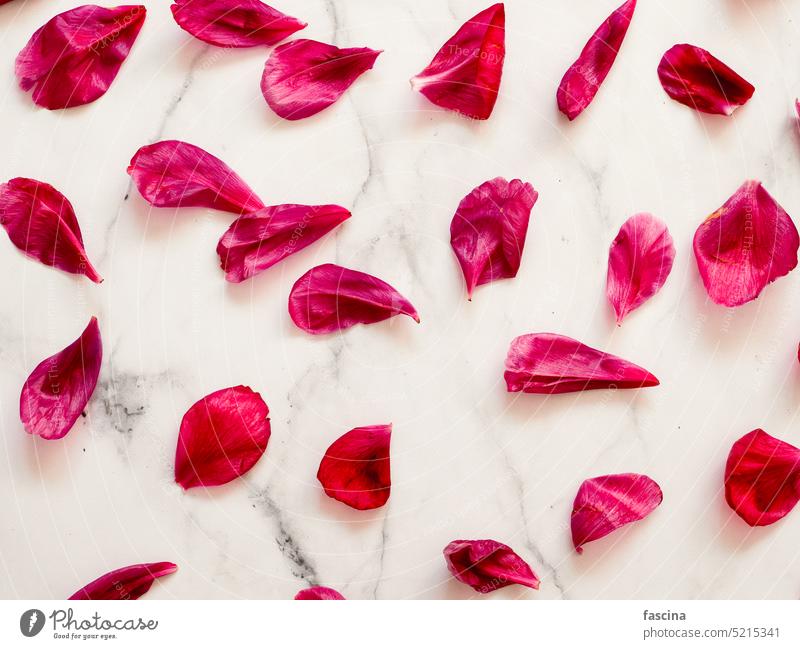 Flat lay pattern with red petails, white marble rose petals peony petals flat lay flower summer burgundy scattered top view design background creative layout