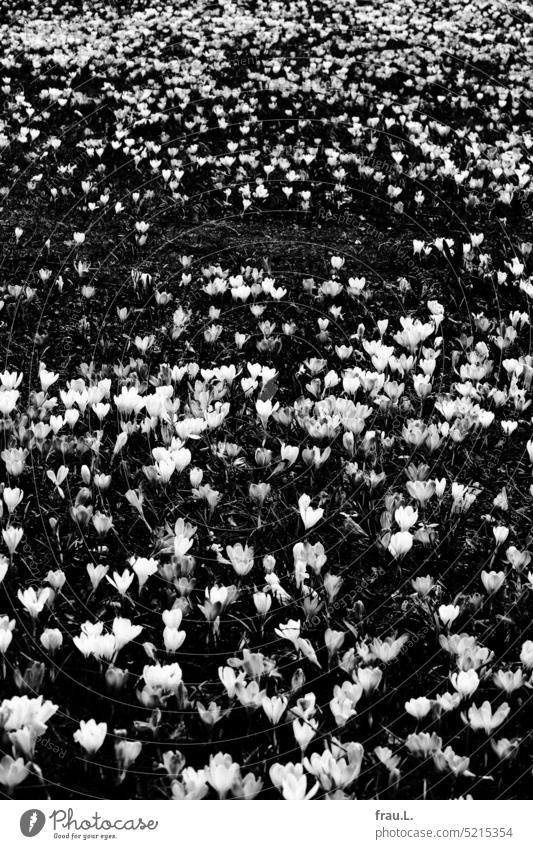 crocuses flowers Spring Flower Blossom Nature Plant Blossoming Town Crocus